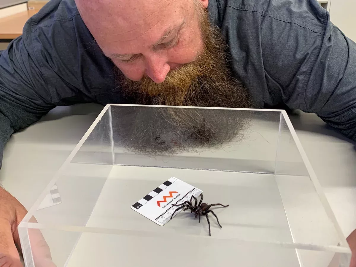Sydney funnel-web spider